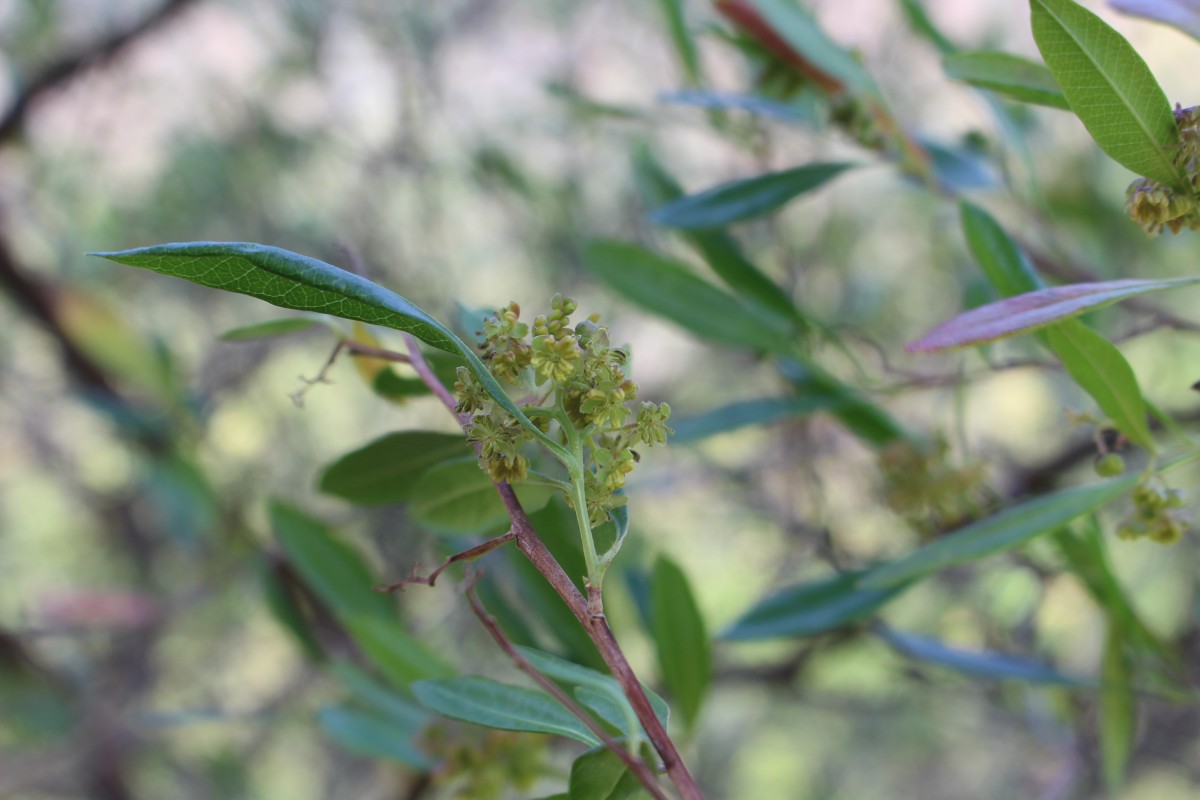 Dodonaea viscosa Jacq.